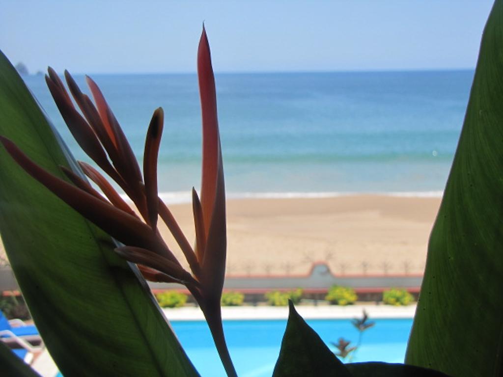 מלון סן פטריסיו מלקווה La Paloma Oceanfront Retreat חדר תמונה
